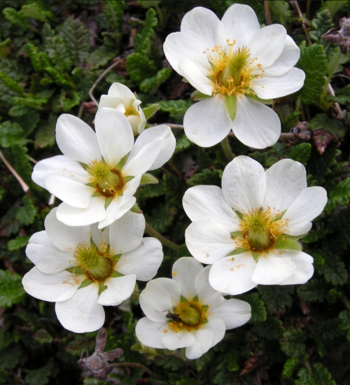 Dryas octopetala / Camedrio alpino